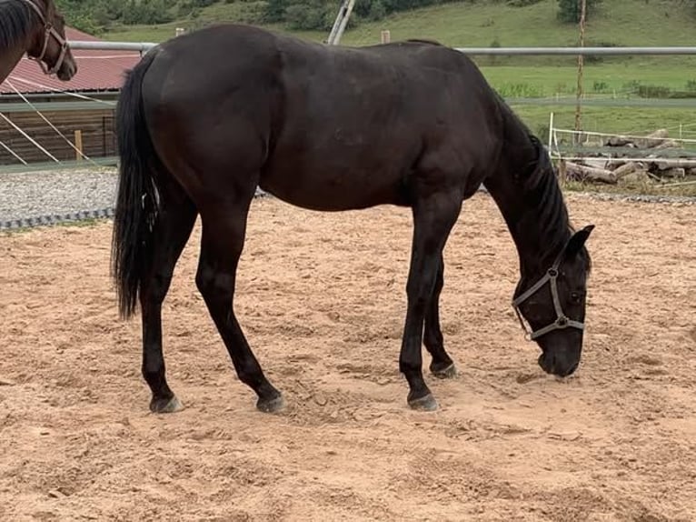 American Quarter Horse Castrone 3 Anni 145 cm Morello in Ganderkesee