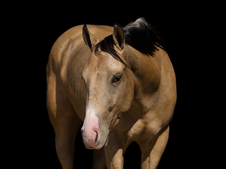 American Quarter Horse Castrone 3 Anni 145 cm Pelle di daino in Marshall, MO