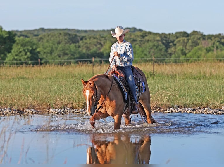 American Quarter Horse Castrone 3 Anni 145 cm Red dun in Adair OK