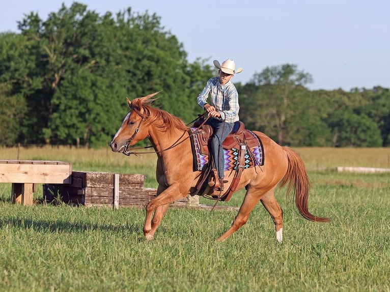 American Quarter Horse Castrone 3 Anni 145 cm Red dun in Adair OK