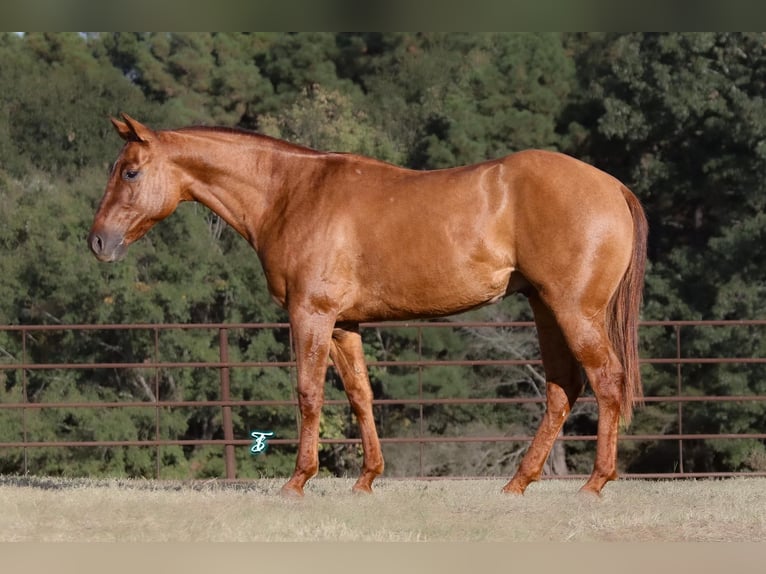 American Quarter Horse Castrone 3 Anni 145 cm Red dun in Carthage, TX