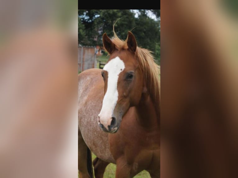 American Quarter Horse Castrone 3 Anni 145 cm Sauro in Linsburg