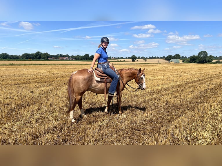 American Quarter Horse Castrone 3 Anni 145 cm Sauro in Linsburg