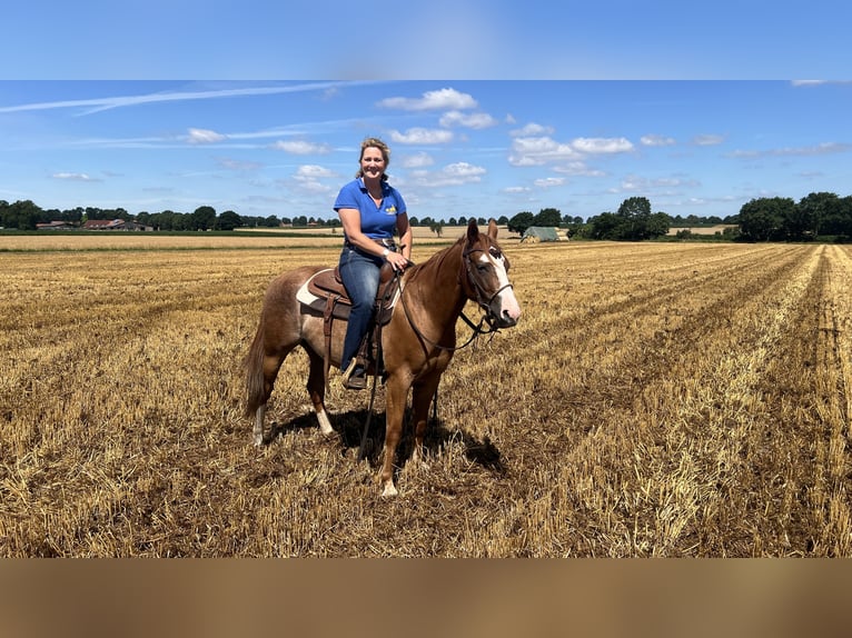 American Quarter Horse Castrone 3 Anni 145 cm Sauro in Linsburg