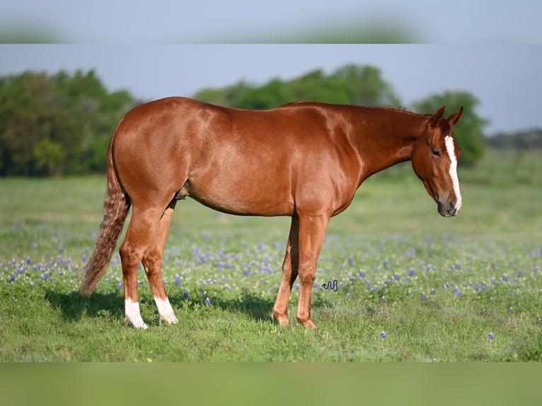 American Quarter Horse Castrone 3 Anni 145 cm Sauro ciliegia in Waco