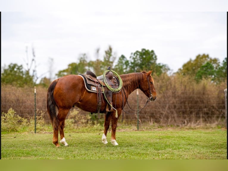 American Quarter Horse Castrone 3 Anni 145 cm Sauro ciliegia in Arp, TX