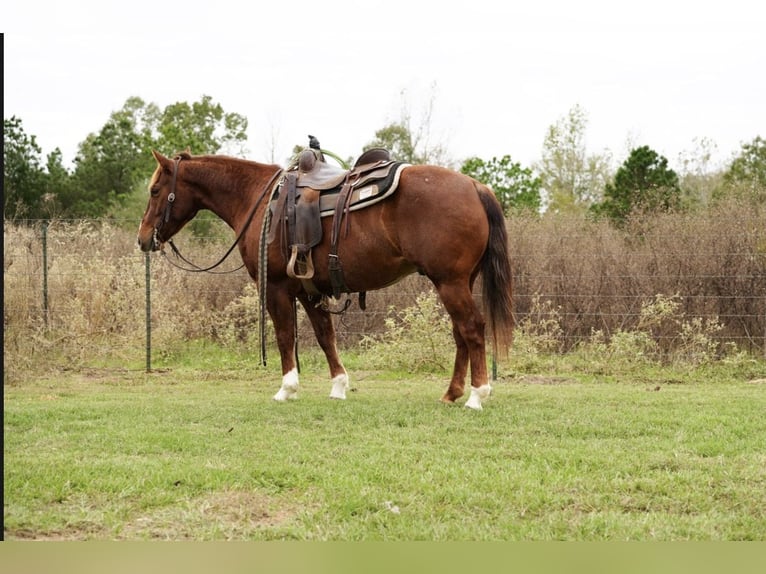 American Quarter Horse Castrone 3 Anni 145 cm Sauro ciliegia in Arp, TX