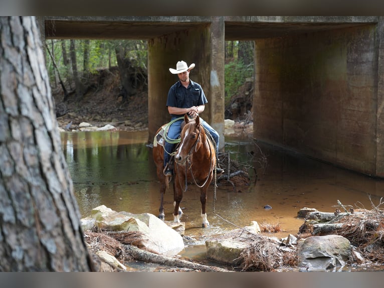 American Quarter Horse Castrone 3 Anni 145 cm Sauro ciliegia in Arp, TX