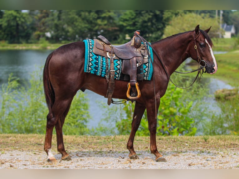 American Quarter Horse Castrone 3 Anni 145 cm Sauro scuro in Robards American Quarter Horse Castrone 3 Anni 145 cm Sauro scuro in Robards