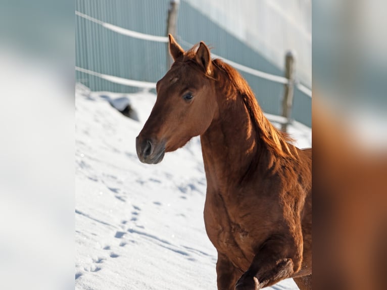 American Quarter Horse Castrone 3 Anni 146 cm Red dun in Erndtebrück