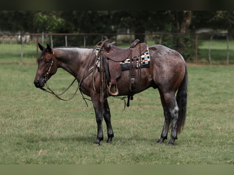 American Quarter Horse Castrone 3 Anni 147 cm Baio roano in Bowie