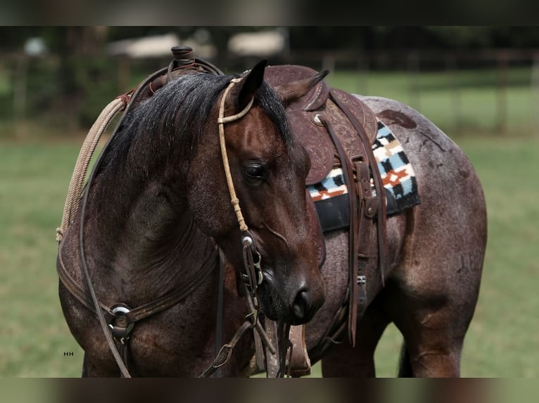 American Quarter Horse Castrone 3 Anni 147 cm Baio roano in Bowie