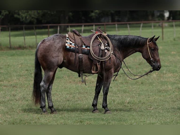 American Quarter Horse Castrone 3 Anni 147 cm Baio roano in Bowie