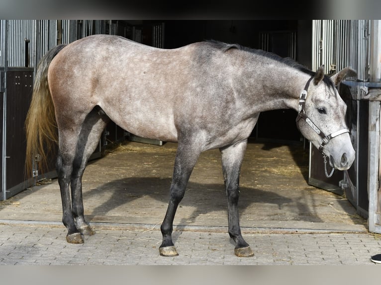 American Quarter Horse Castrone 3 Anni 147 cm Grigio pezzato in Geilenkirchen