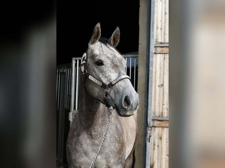 American Quarter Horse Castrone 3 Anni 147 cm Grigio pezzato in Geilenkirchen