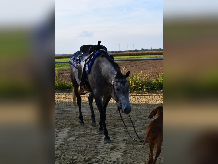 American Quarter Horse Castrone 3 Anni 147 cm Grigio pezzato in Geilenkirchen