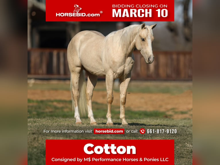 American Quarter Horse Castrone 3 Anni 147 cm Palomino in Stephenville, TX