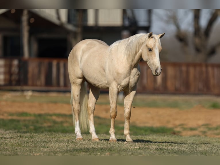 American Quarter Horse Castrone 3 Anni 147 cm Palomino in Stephenville, TX