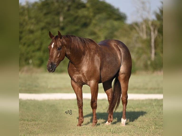 American Quarter Horse Castrone 3 Anni 147 cm Roano rosso in Waco, TX