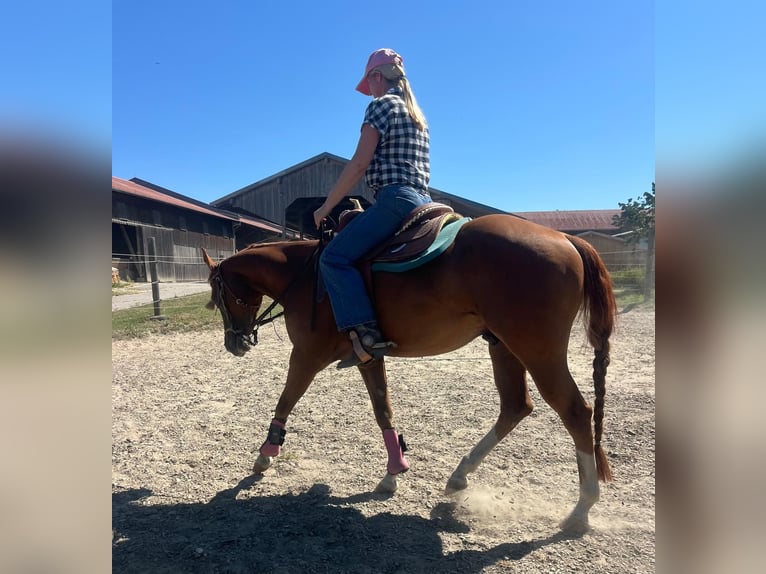 American Quarter Horse Castrone 3 Anni 147 cm Sauro in Wasserburg am Inn