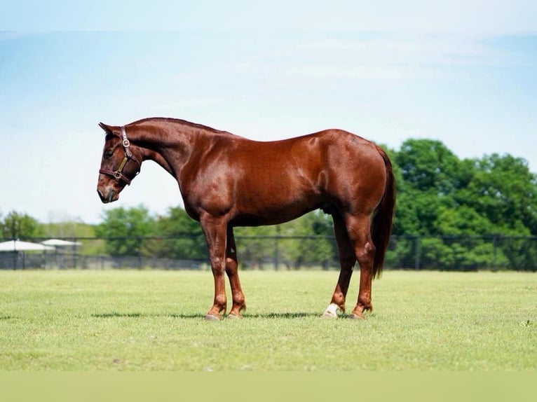 American Quarter Horse Castrone 3 Anni 147 cm Sauro ciliegia in Collinsville