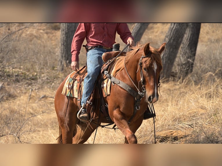 American Quarter Horse Castrone 3 Anni 147 cm Sauro ciliegia in Stephenville