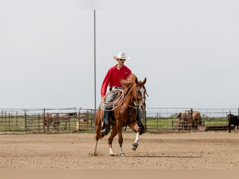 American Quarter Horse Castrone 3 Anni 147 cm Sauro ciliegia in Decorah, IA