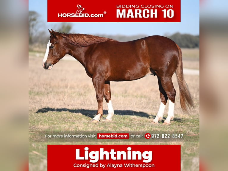 American Quarter Horse Castrone 3 Anni 147 cm Sauro ciliegia in Kaufman, TX