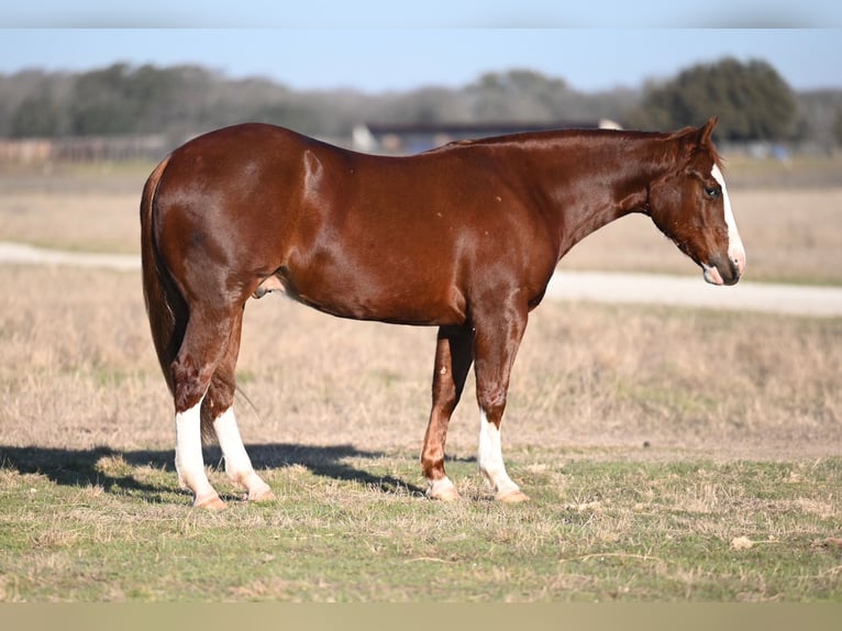 American Quarter Horse Castrone 3 Anni 147 cm Sauro ciliegia in Kaufman, TX