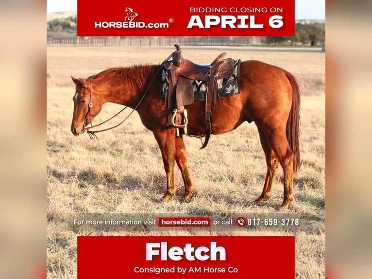 American Quarter Horse Castrone 3 Anni 147 cm Sauro ciliegia in Mineral Wells