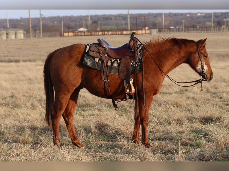 American Quarter Horse Castrone 3 Anni 147 cm Sauro ciliegia in Mineral Wells