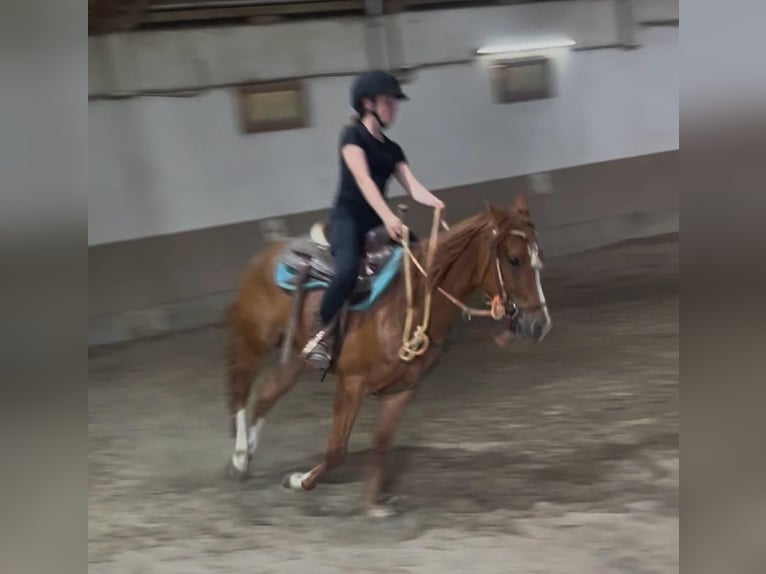 American Quarter Horse Castrone 3 Anni 147 cm Sauro in Wasserburg am Inn