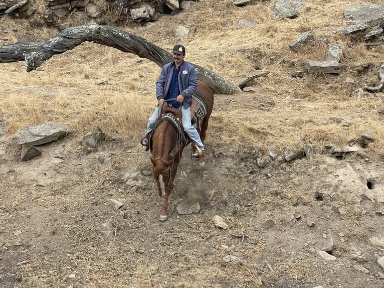 American Quarter Horse Castrone 3 Anni 147 cm Sauro scuro in King City CA