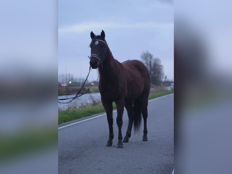 American Quarter Horse Castrone 3 Anni 148 cm Baio scuro in Katwijk