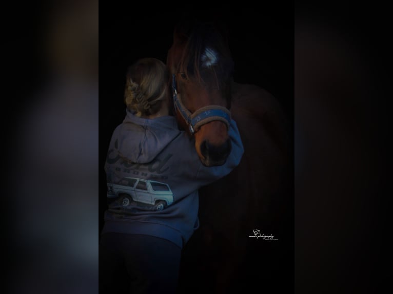 American Quarter Horse Castrone 3 Anni 148 cm Baio scuro in Katwijk