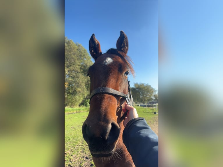 American Quarter Horse Castrone 3 Anni 148 cm Baio scuro in Katwijk