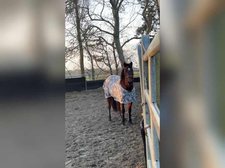 American Quarter Horse Castrone 3 Anni 148 cm Baio scuro in Katwijk