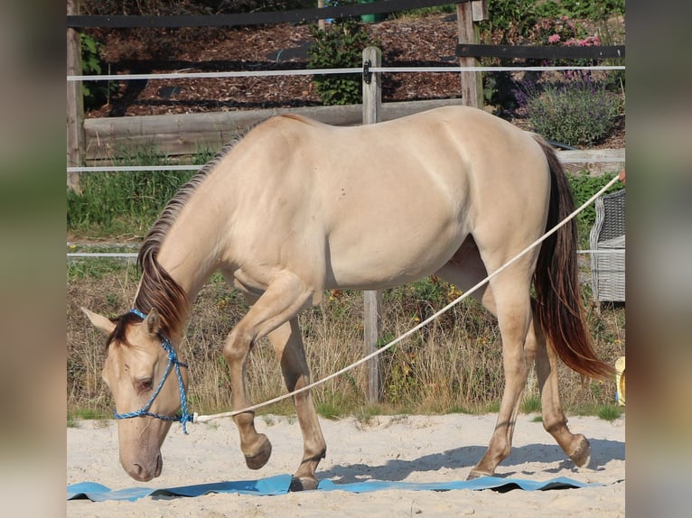 American Quarter Horse Castrone 3 Anni 148 cm Champagne in Müglitztal