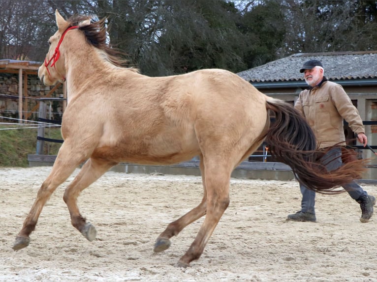 American Quarter Horse Castrone 3 Anni 148 cm Champagne in Müglitztal