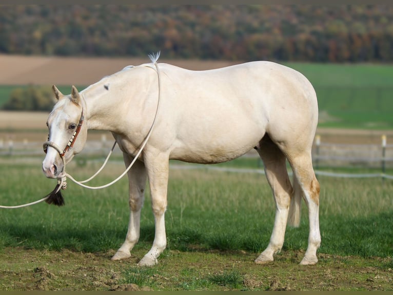 American Quarter Horse Castrone 3 Anni 148 cm Falbo in Duingen