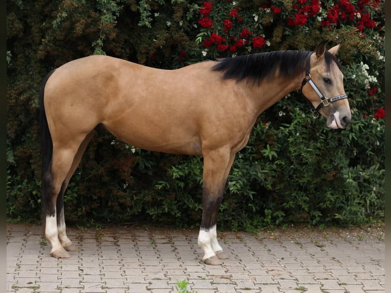 American Quarter Horse Castrone 3 Anni 148 cm Pelle di daino in Reichweiler