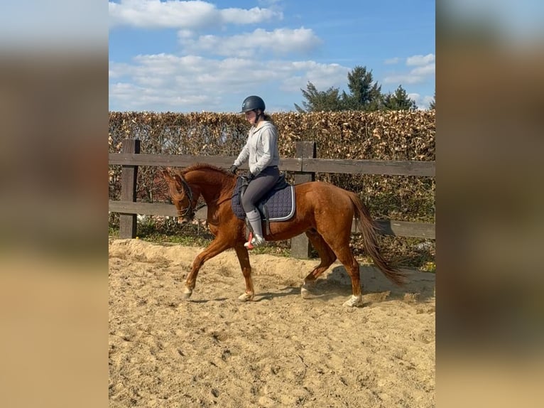 American Quarter Horse Castrone 3 Anni 148 cm Red dun in Daleiden