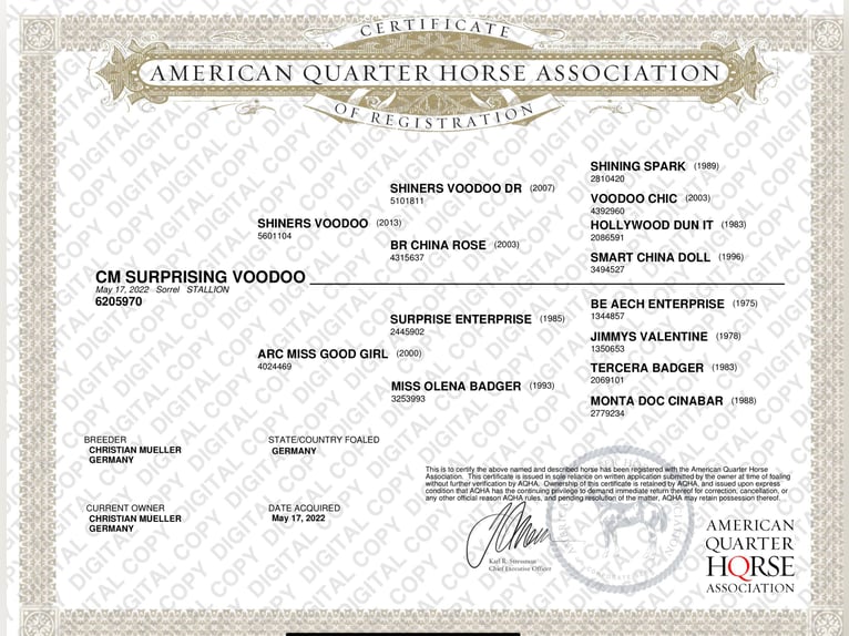 American Quarter Horse Castrone 3 Anni 148 cm Sauro in Ehingen