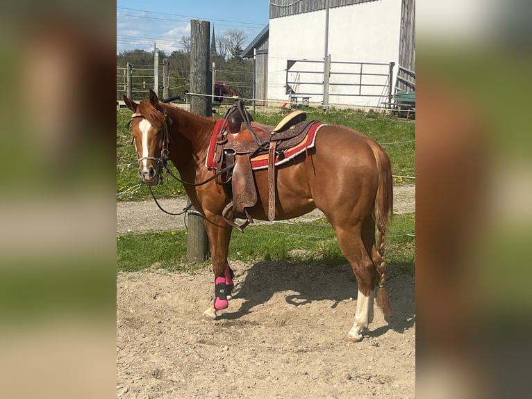 American Quarter Horse Castrone 3 Anni 148 cm Sauro scuro in Wasserburg am Inn