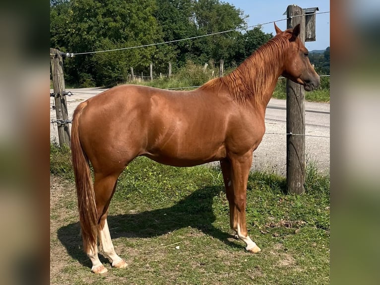 American Quarter Horse Castrone 3 Anni 148 cm Sauro scuro in Wasserburg am Inn