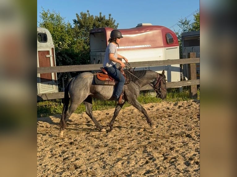 American Quarter Horse Castrone 3 Anni 149 cm Roano blu in Daleiden