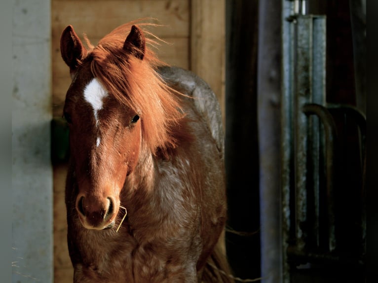 American Quarter Horse Castrone 3 Anni 149 cm Roano rosso in Tannheim/Memmingen