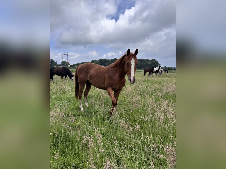 American Quarter Horse Castrone 3 Anni 149 cm Sauro in Metelen