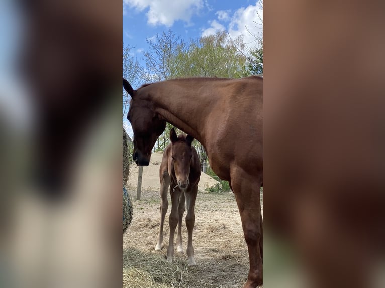 American Quarter Horse Castrone 3 Anni 149 cm Sauro scuro in Haale American Quarter Horse Castrone 3 Anni 149 cm Sauro scuro in Haale