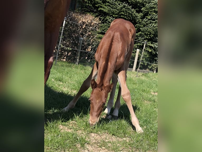 American Quarter Horse Castrone 3 Anni 149 cm Sauro scuro in Haale American Quarter Horse Castrone 3 Anni 149 cm Sauro scuro in Haale